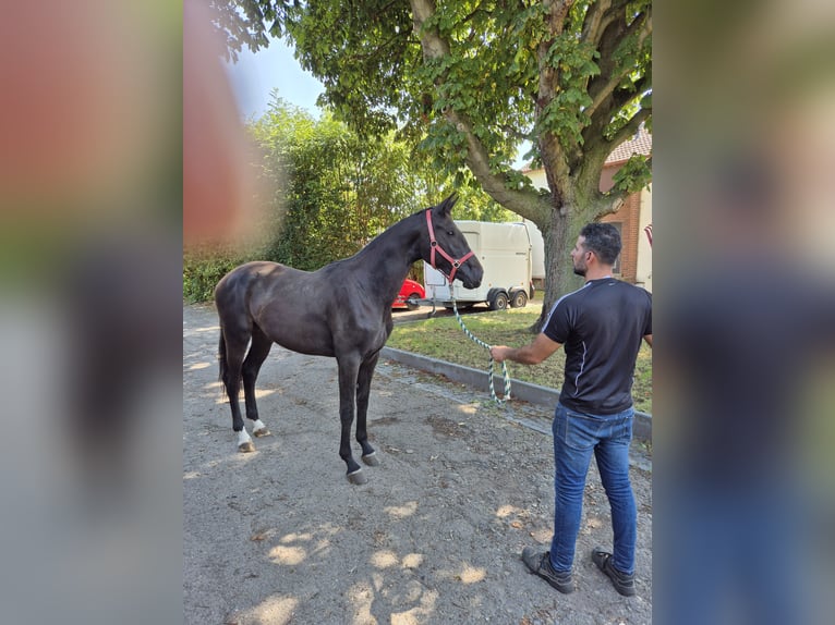 Westfaal Merrie 2 Jaar 168 cm Donkerbruin in Vienenburg