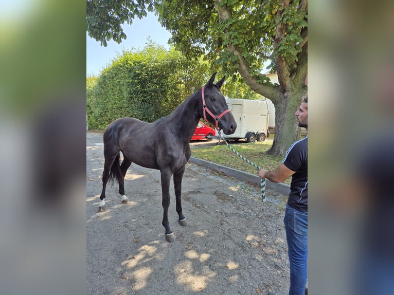 Westfaal Merrie 2 Jaar 168 cm Donkerbruin in Vienenburg