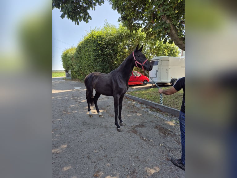 Westfaal Merrie 2 Jaar 168 cm Donkerbruin in Vienenburg