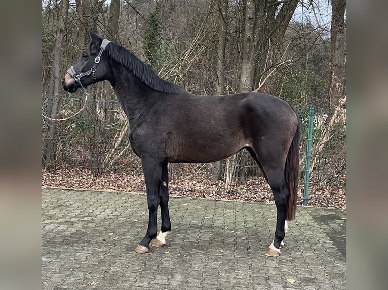 Westfaal Merrie 2 Jaar 168 cm Donkerbruin in Verl