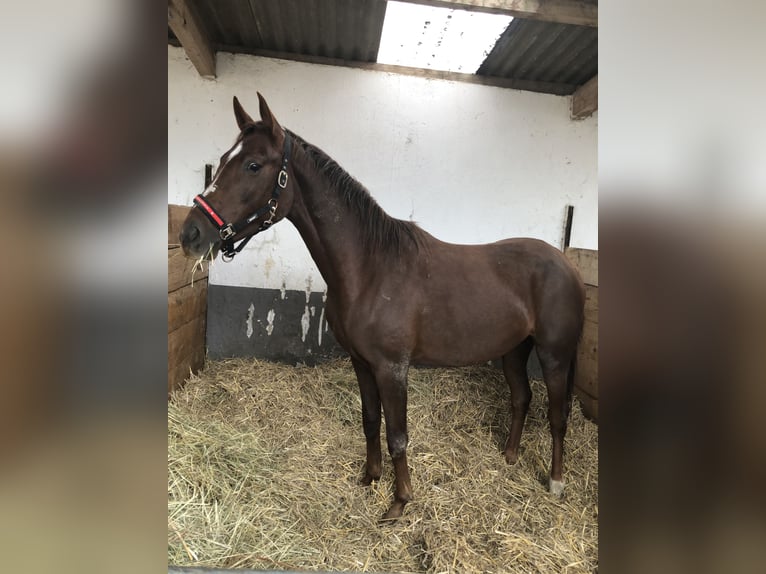 Westfaal Merrie 2 Jaar 168 cm Donkere-vos in Bonn