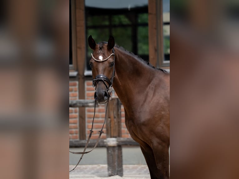 Westfaal Merrie 2 Jaar 168 cm Donkere-vos in Heidesheim am Rhein