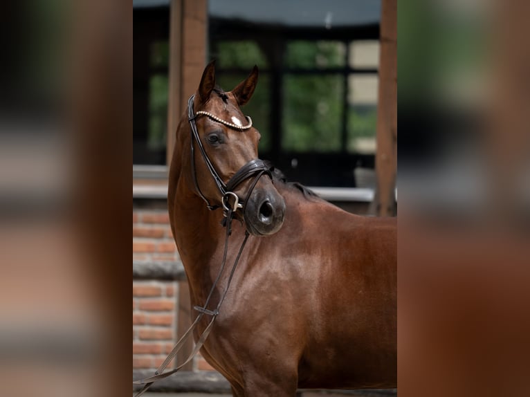 Westfaal Merrie 2 Jaar 168 cm Donkere-vos in Heidesheim am Rhein