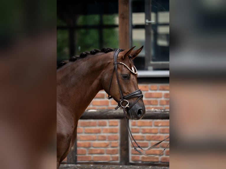 Westfaal Merrie 2 Jaar 168 cm Donkere-vos in Heidesheim am Rhein