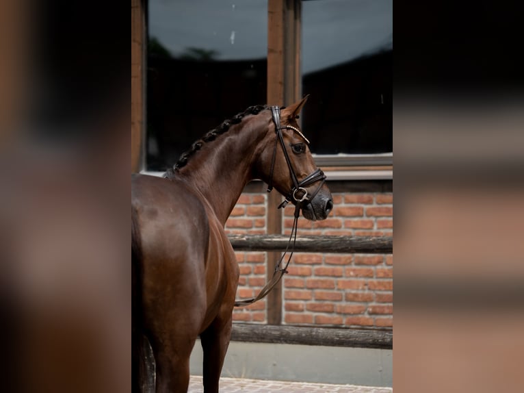 Westfaal Merrie 2 Jaar 168 cm Donkere-vos in Heidesheim am Rhein