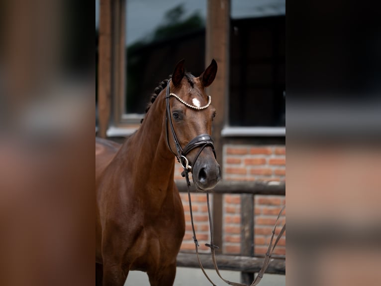 Westfaal Merrie 2 Jaar 168 cm Donkere-vos in Heidesheim am Rhein