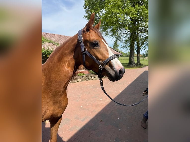 Westfaal Merrie 2 Jaar 168 cm Vos in Südlohn
