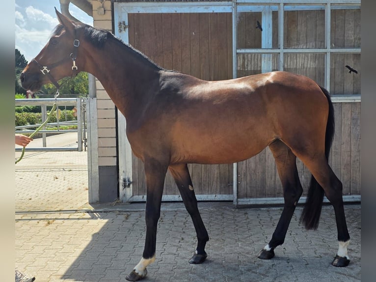 Westfaal Merrie 2 Jaar 172 cm Donkerbruin in Mettmann