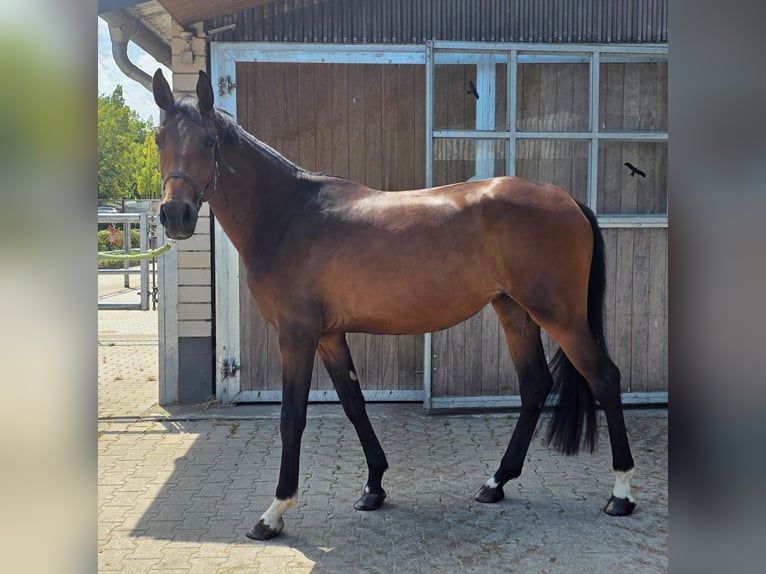 Westfaal Merrie 2 Jaar 172 cm Donkerbruin in Mettmann