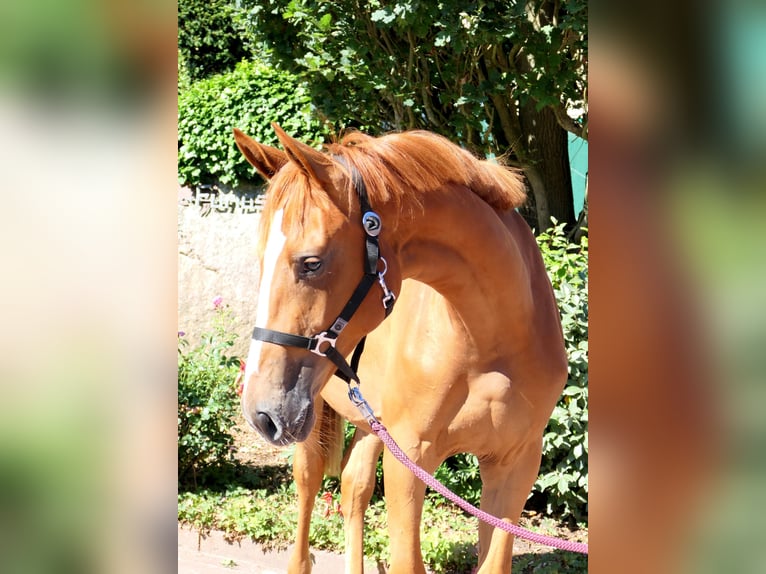 Westfaal Merrie 2 Jaar 175 cm Vos in Cappeln (Oldenburg)