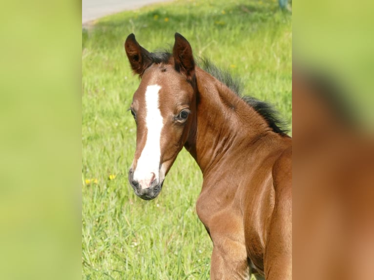 Westfaal Merrie 2 Jaar Bruin in Raddestorf