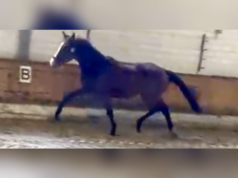 Westfaal Merrie 2 Jaar Bruin in Raddestorf