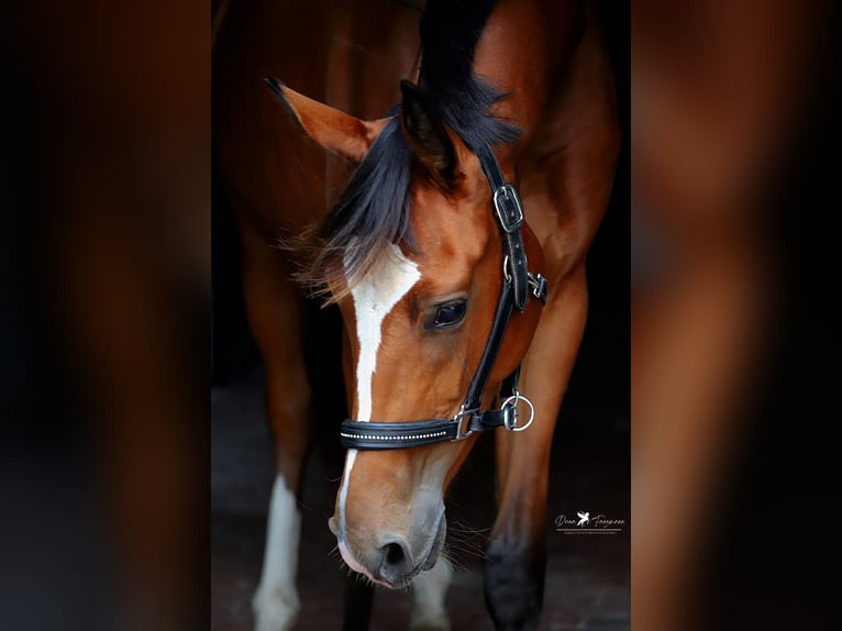 Westfaal Merrie 2 Jaar Bruin in Neuenkirchen-Vörden