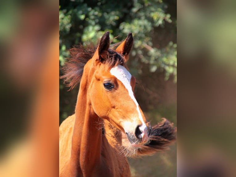 Westfaal Merrie 2 Jaar Bruin in Neuenkirchen