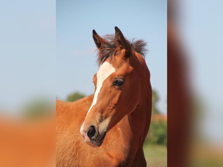 Westfaal Merrie 2 Jaar Bruin in Neuenkirchen