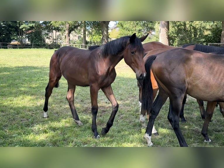 Westfaal Merrie 2 Jaar Bruin in Hamm