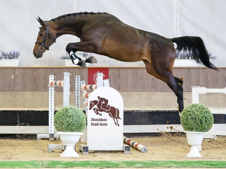 Westfaal Merrie 2 Jaar Bruin in Mnster-Handorf