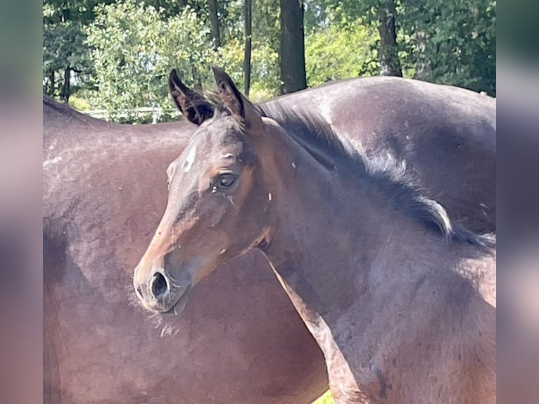 Westfaal Merrie 2 Jaar Donkerbruin in Ahaus