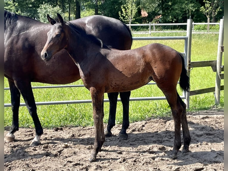 Westfaal Merrie 2 Jaar Donkerbruin in Ahaus