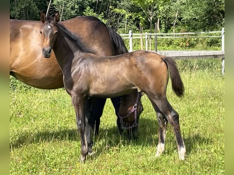 Westfaal Merrie 2 Jaar Donkerbruin in Ahaus