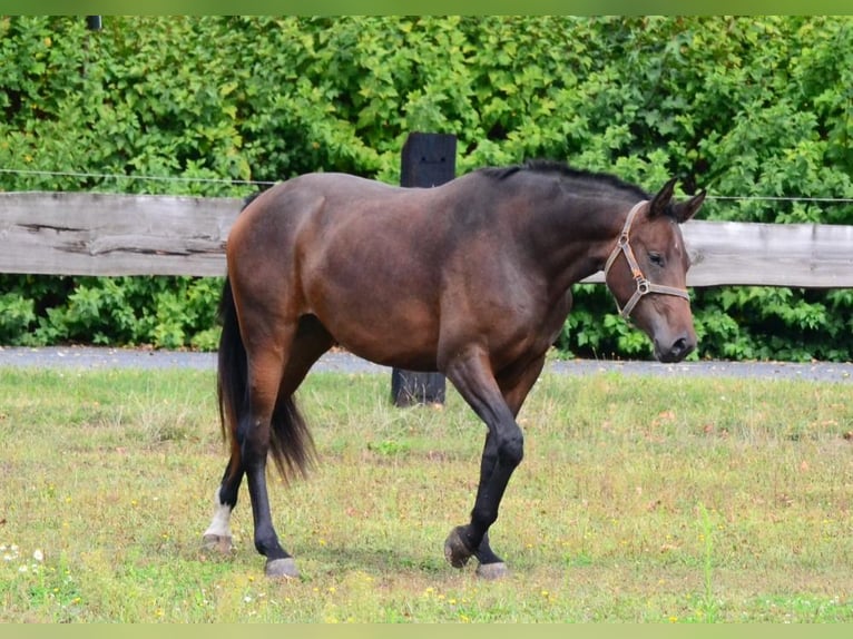 Westfaal Merrie 2 Jaar Donkerbruin in Nebanice, Cheb