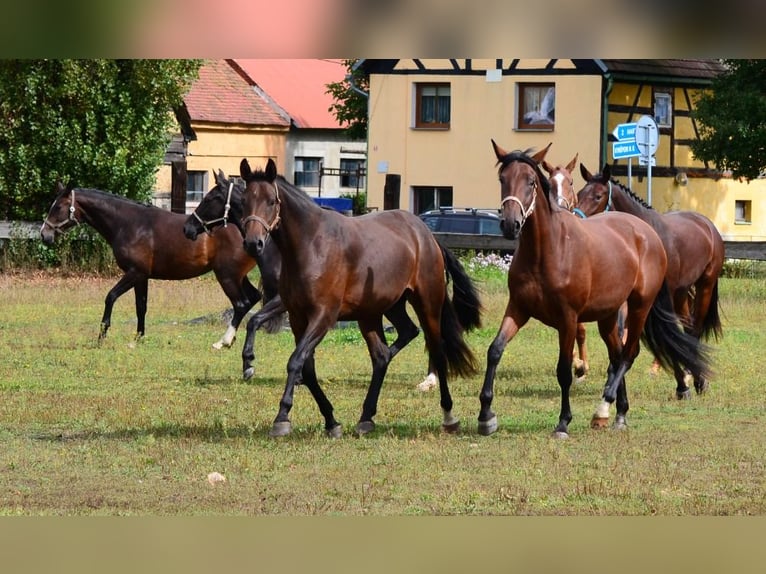 Westfaal Merrie 2 Jaar Donkerbruin in Nebanice, Cheb