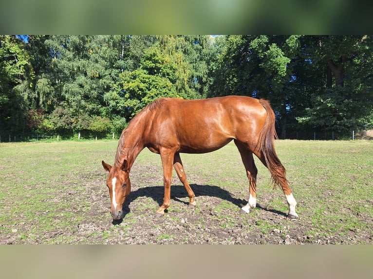 Westfaal Merrie 3 Jaar 157 cm Vos in Kamen