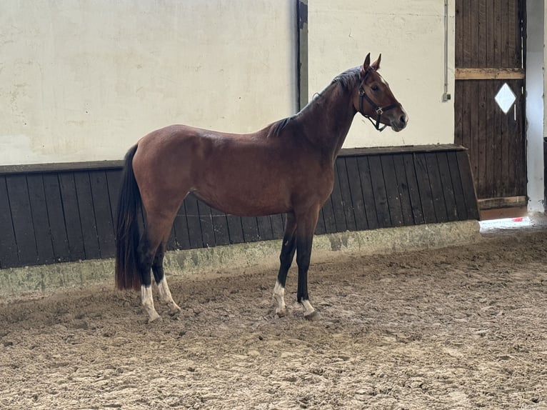 Westfaal Merrie 3 Jaar 158 cm Bruin in Warendorf