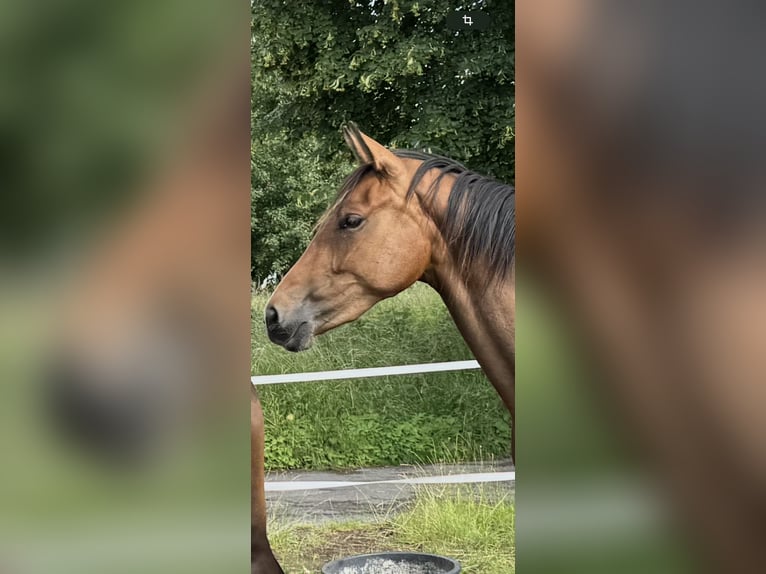 Westfaal Merrie 3 Jaar 158 cm Bruin in Warendorf