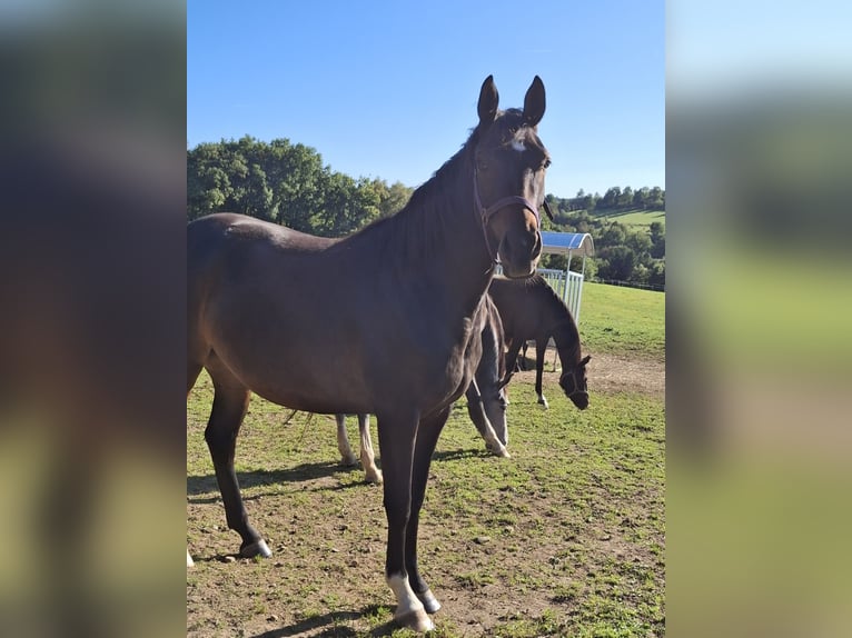 Westfaal Merrie 3 Jaar 159 cm Bruin in Wenden