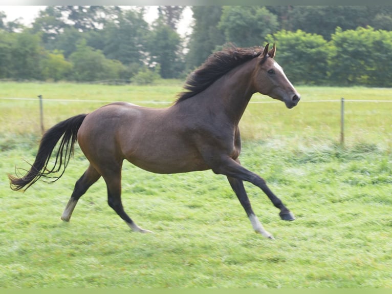 Westfaal Merrie 3 Jaar 160 cm Bruin in Herzebrock-Clarholz