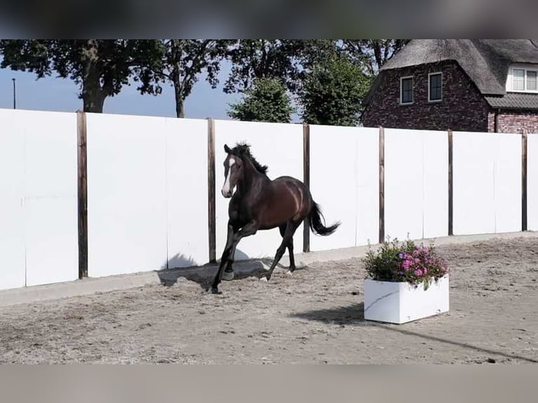 Westfaal Merrie 3 Jaar 160 cm Donkerbruin in Waddinxveen