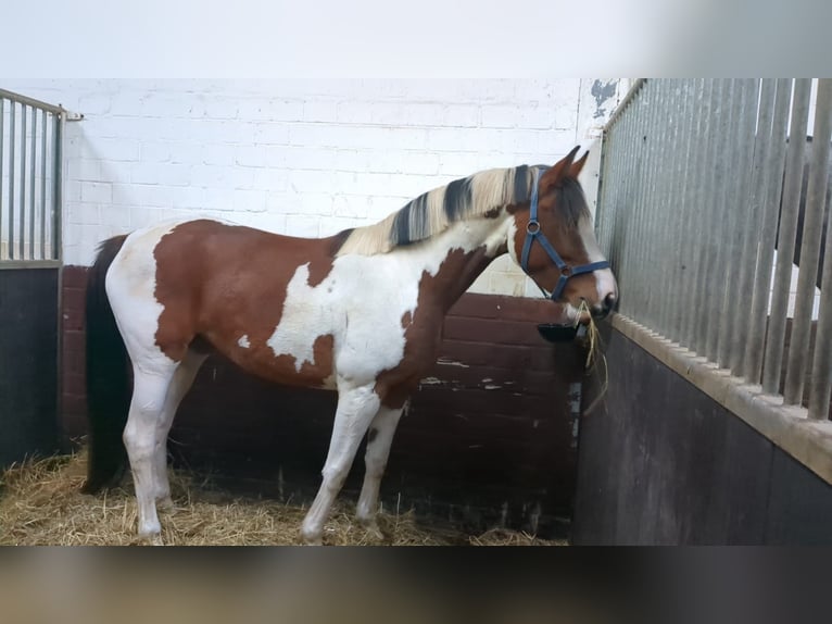 Westfaal Mix Merrie 3 Jaar 160 cm Gevlekt-paard in Felde