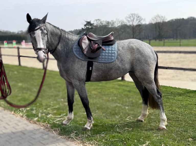 Westfaal Merrie 3 Jaar 160 cm Schimmel in Hünxe