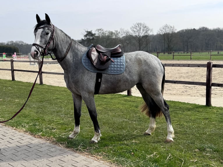 Westfaal Merrie 3 Jaar 160 cm Schimmel in Hünxe