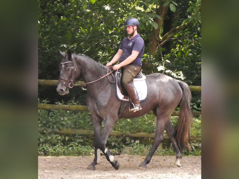 Westfaal Merrie 3 Jaar 160 cm in Dorsten