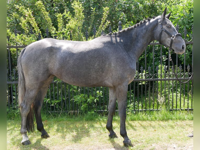 Westfaal Merrie 3 Jaar 160 cm in Dorsten