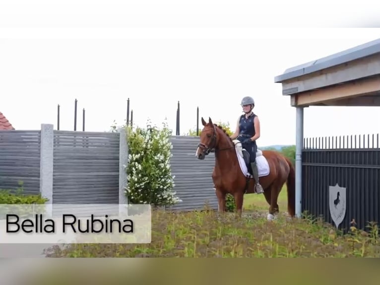 Westfaal Merrie 3 Jaar 160 cm Vos in Hülben