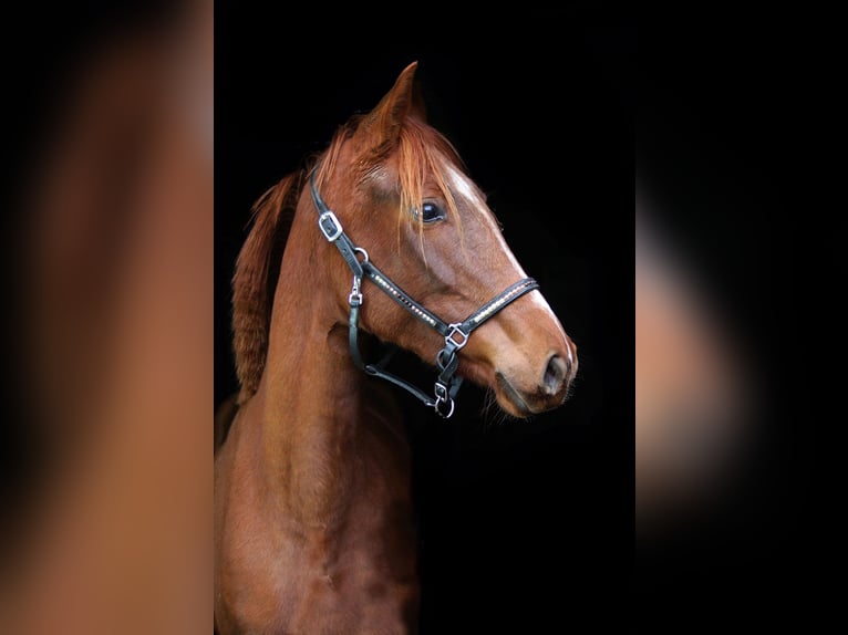 Westfaal Merrie 3 Jaar 160 cm Vos in Wesel