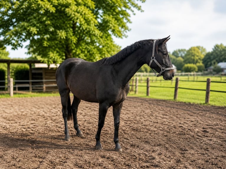 Westfaal Merrie 3 Jaar 160 cm Zwart in Bad Lippspringe