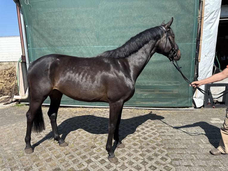 Westfaal Merrie 3 Jaar 160 cm Zwart in Bad Lippspringe