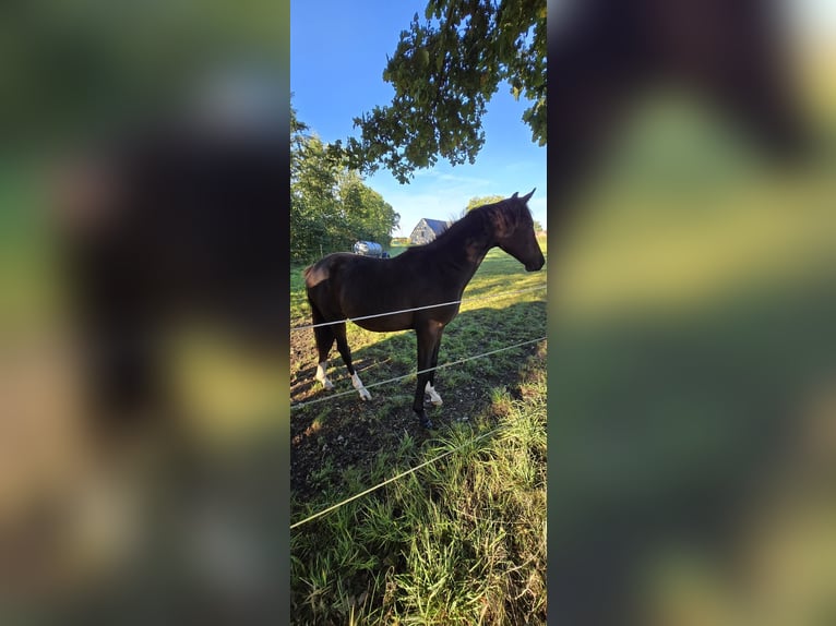 Westfaal Merrie 3 Jaar 160 cm Zwartbruin in Münster