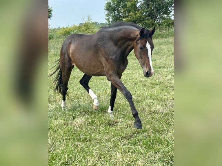 Westfaal Merrie 3 Jaar 160 cm Zwartbruin in Münster