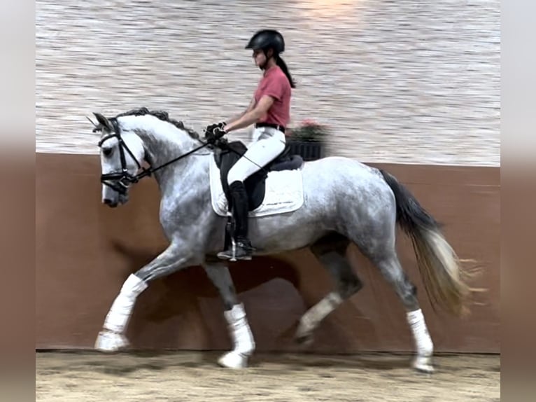 Westfaal Merrie 3 Jaar 161 cm Schimmel in Wehringen