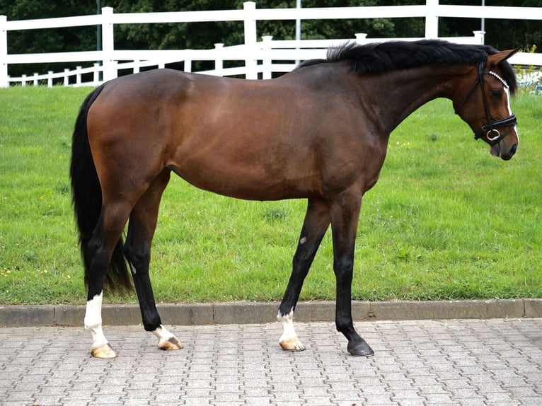 Westfaal Merrie 3 Jaar 162 cm Donkerbruin in Duisburg