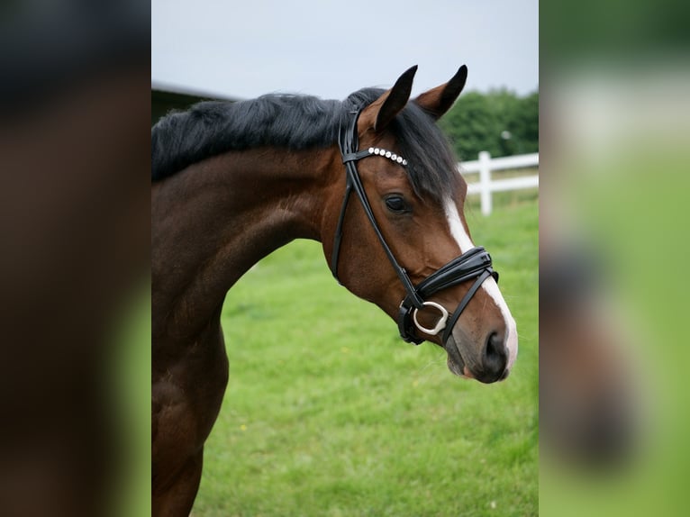 Westfaal Merrie 3 Jaar 162 cm Donkerbruin in Duisburg
