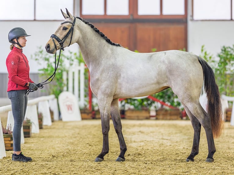 Westfaal Merrie 3 Jaar 163 cm Buckskin in M&#xFC;nster-Handorf