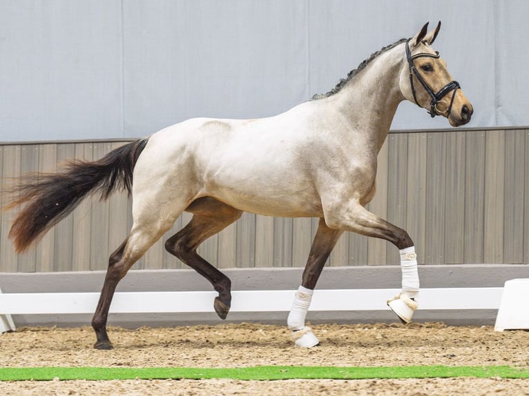 Westfaal Merrie 3 Jaar 163 cm Buckskin in M&#xFC;nster-Handorf