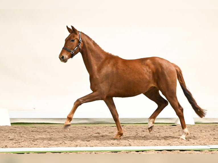 Westfaal Merrie 3 Jaar 163 cm Vos in Lüdinghausen
