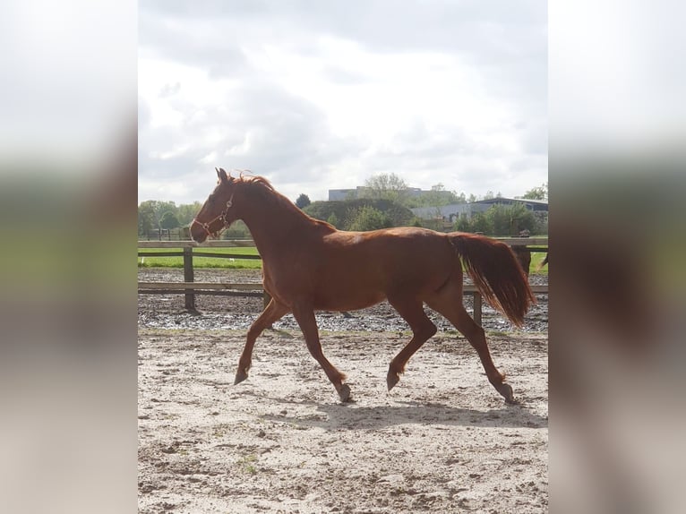 Westfaal Merrie 3 Jaar 163 cm Vos in Ascheberg